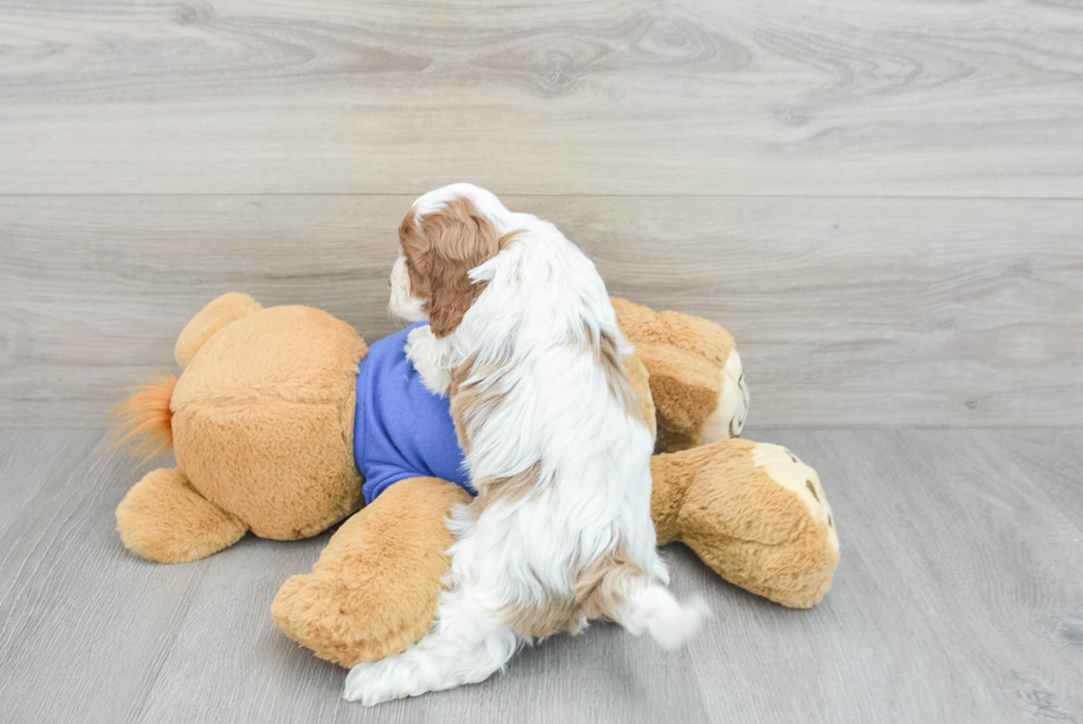 Popular Cavapoo Poodle Mix Pup