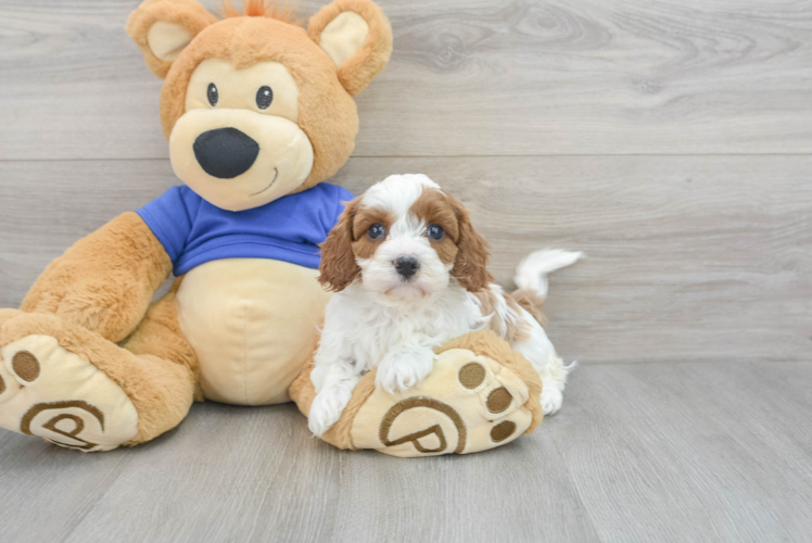Cavapoo Pup Being Cute