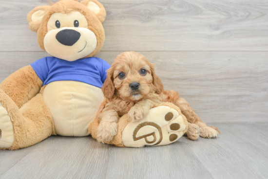 Cute Cavapoo Baby