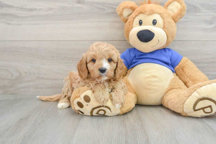 Cavapoo Puppy for Adoption