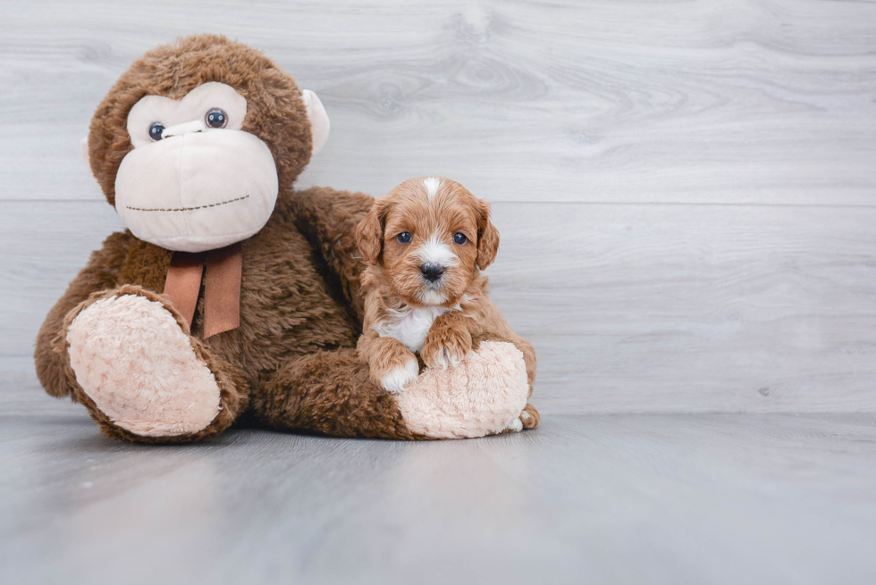 Happy Cavapoo Baby