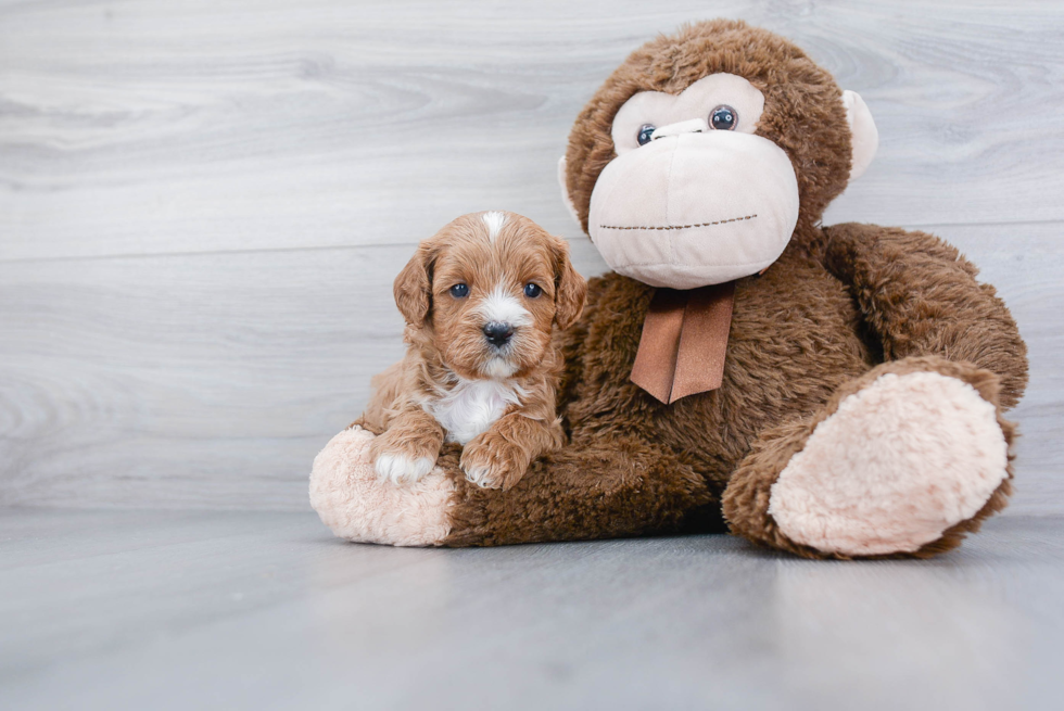 Smart Cavapoo Poodle Mix Pup