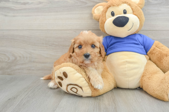 Funny Cavapoo Poodle Mix Pup