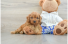 Petite Cavapoo Poodle Mix Pup