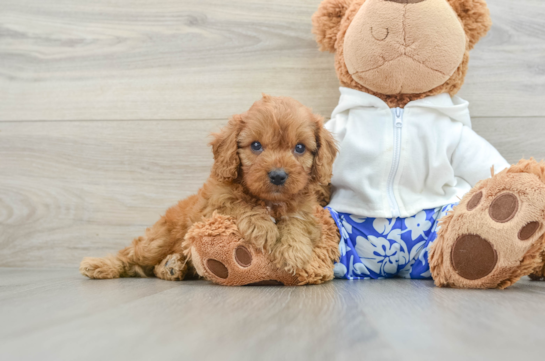 Petite Cavapoo Poodle Mix Pup