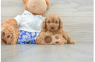 Cavapoo Pup Being Cute