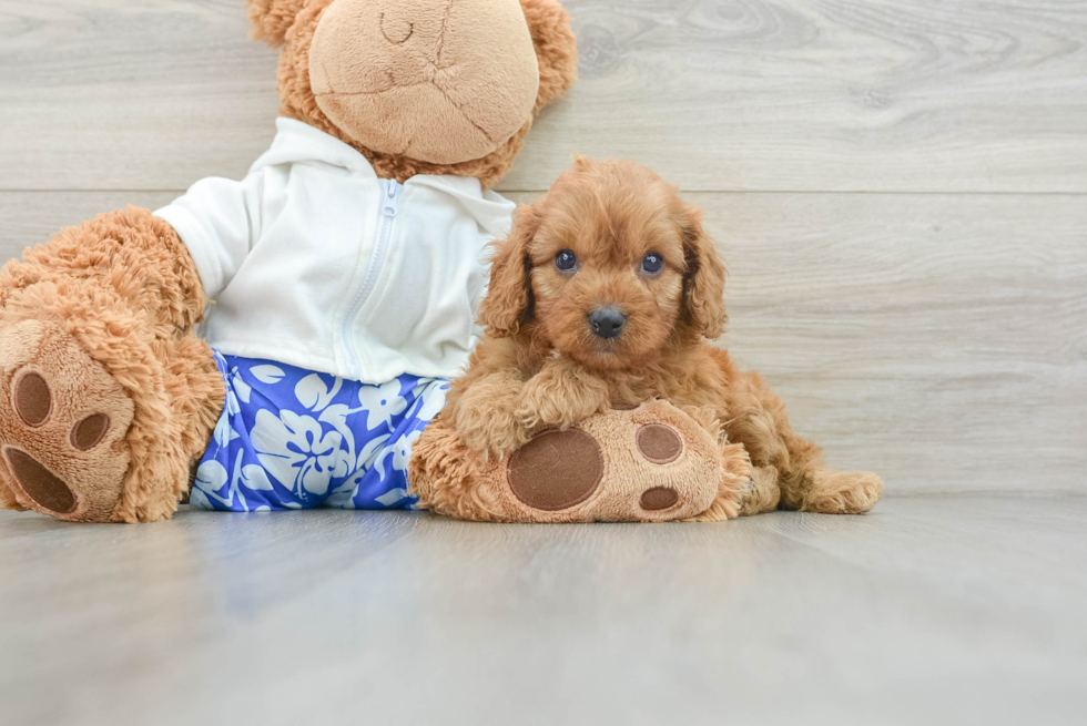 Cavapoo Pup Being Cute