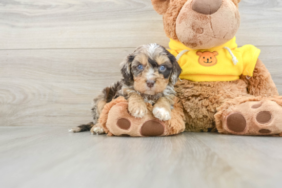 Best Cavapoo Baby