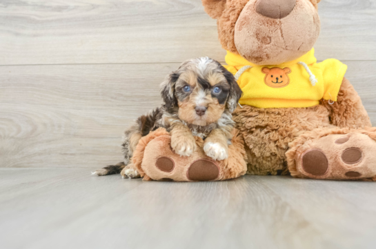 Best Cavapoo Baby