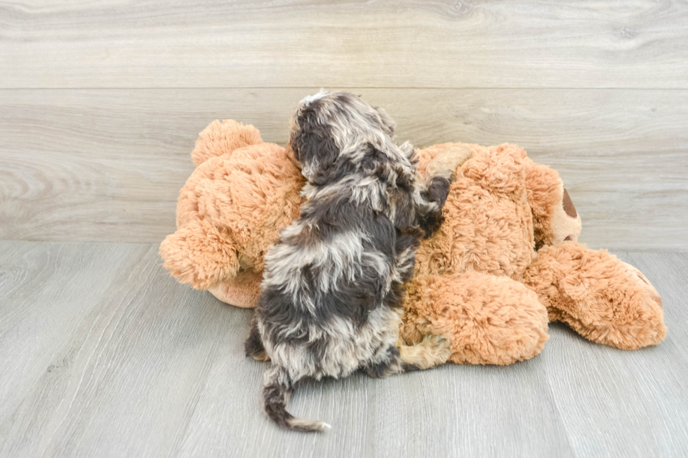 Popular Cavapoo Poodle Mix Pup