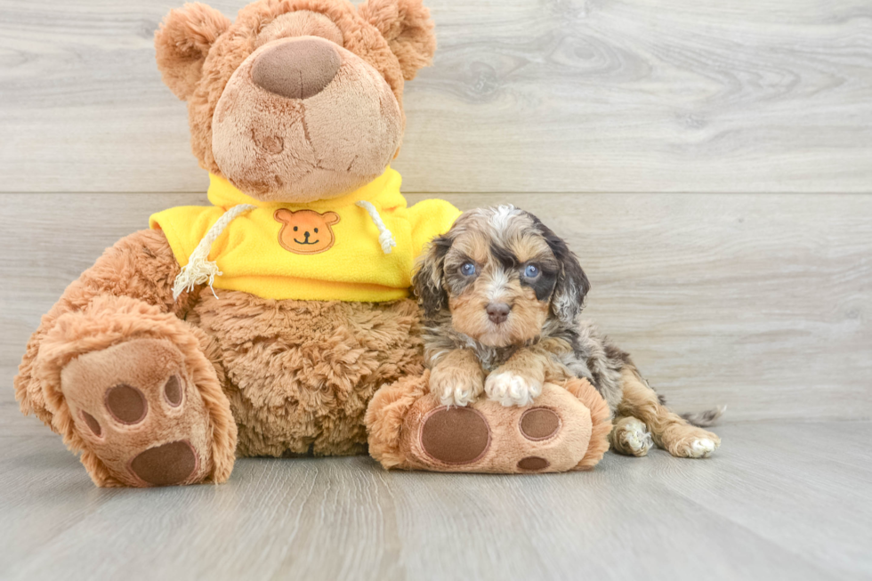 Funny Cavapoo Poodle Mix Pup