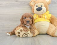 8 week old Cavapoo Puppy For Sale - Premier Pups