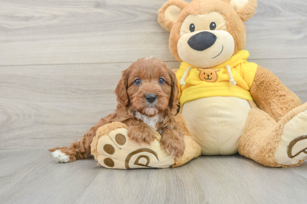 8 week old Cavapoo Puppy For Sale - Premier Pups