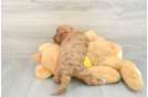 Small Cavapoo Baby