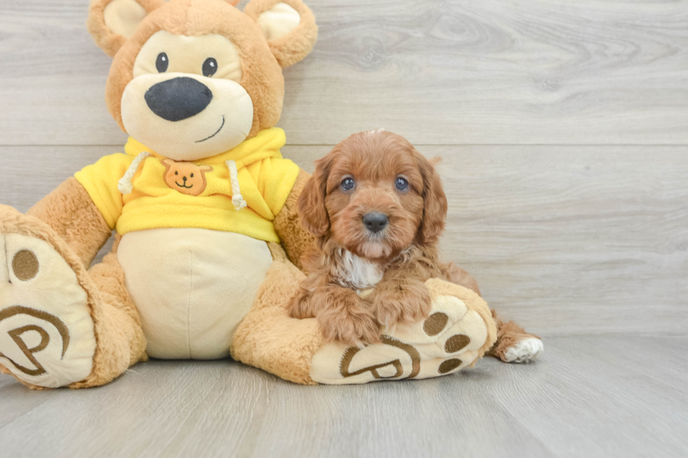 Small Cavapoo Baby