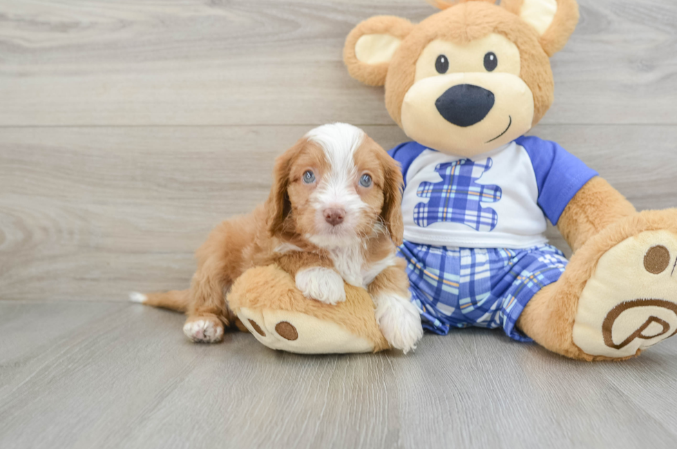 7 week old Cavapoo Puppy For Sale - Premier Pups