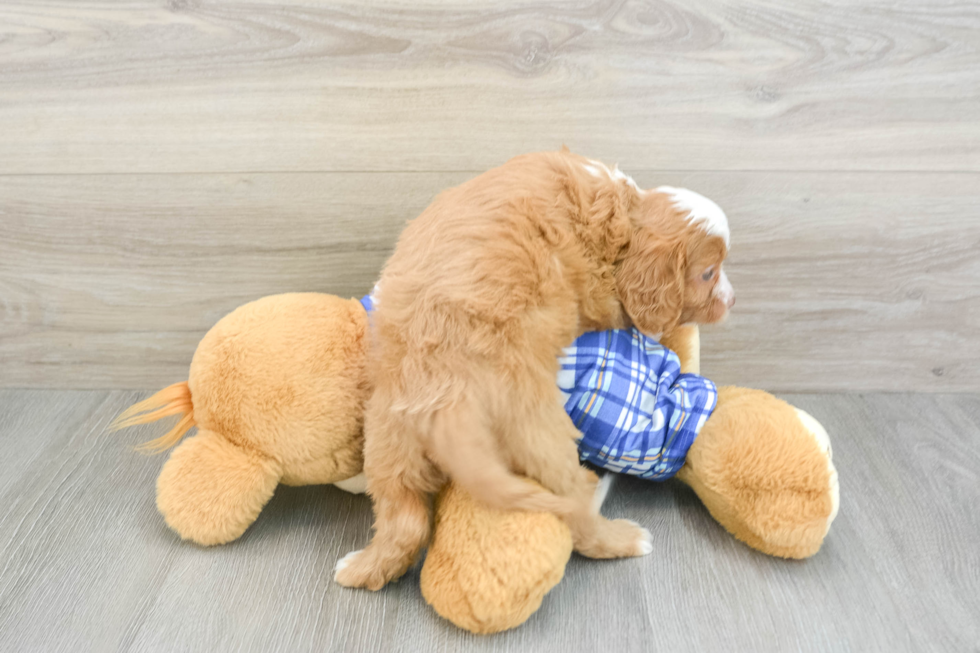 Cute Cavapoo Baby