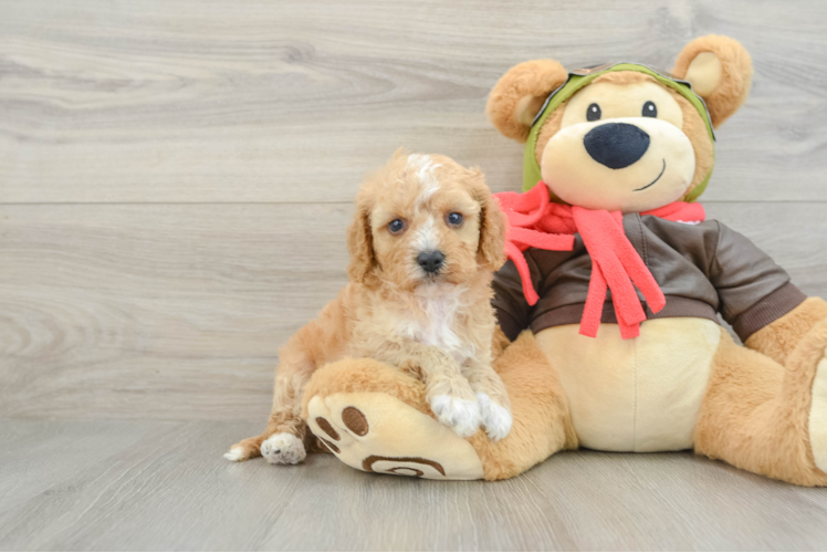 Cavapoo Pup Being Cute