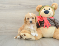 7 week old Cavapoo Puppy For Sale - Premier Pups