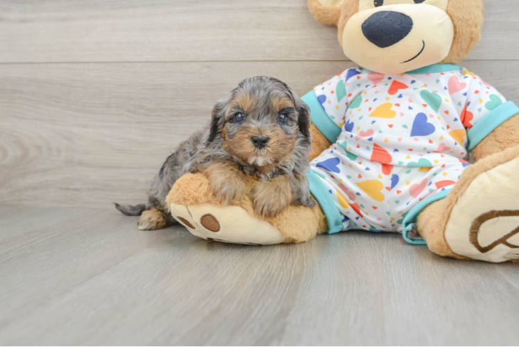 Fluffy Cavapoo Poodle Mix Pup