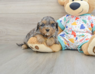 8 week old Cavapoo Puppy For Sale - Premier Pups