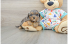 Fluffy Cavapoo Poodle Mix Pup