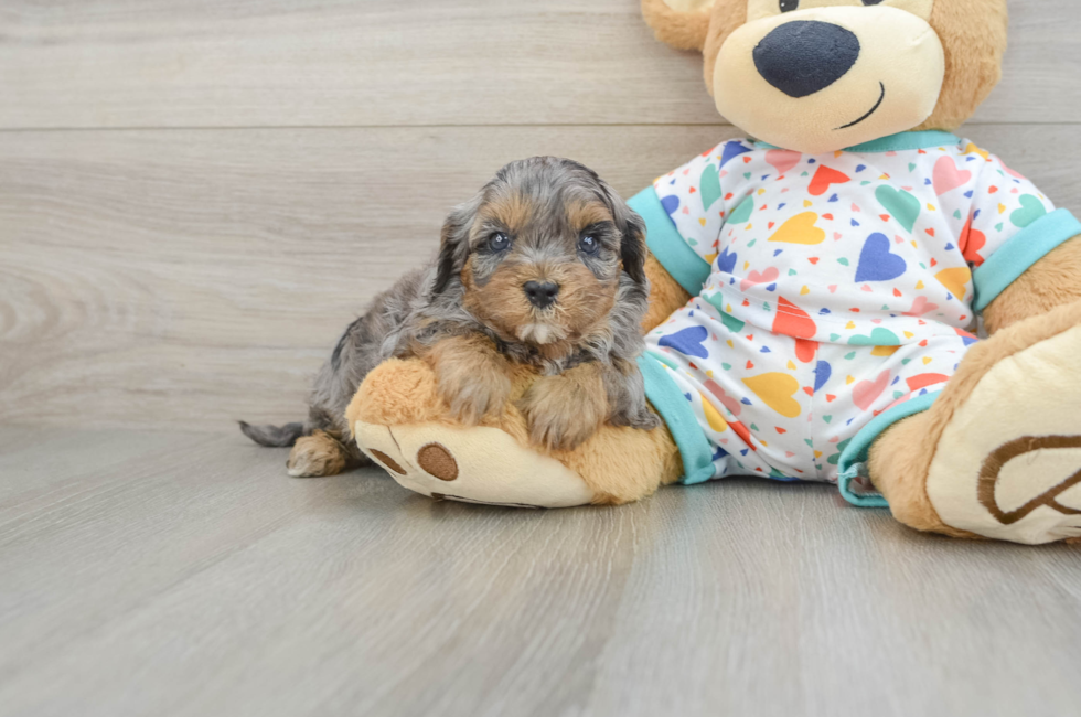 6 week old Cavapoo Puppy For Sale - Premier Pups