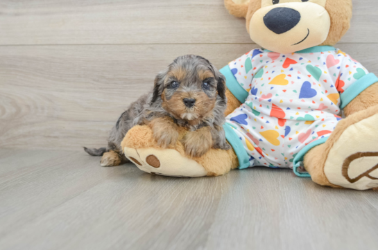 Fluffy Cavapoo Poodle Mix Pup