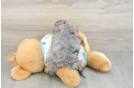 Fluffy Cavapoo Poodle Mix Pup