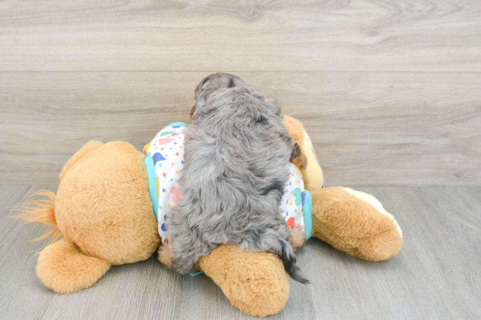 Fluffy Cavapoo Poodle Mix Pup