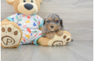 Best Cavapoo Baby