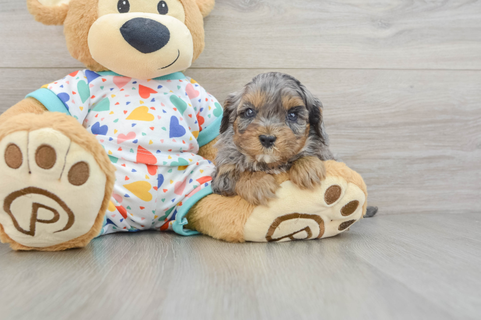 Best Cavapoo Baby