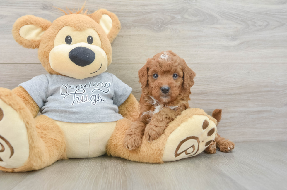 5 week old Cavapoo Puppy For Sale - Premier Pups
