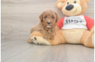 Cavapoo Puppy for Adoption