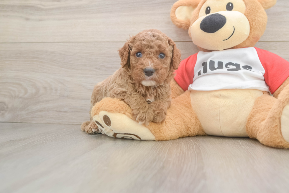 Cavapoo Puppy for Adoption