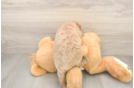 Friendly Cavapoo Baby
