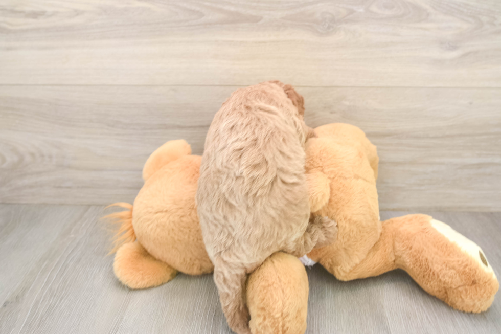 Friendly Cavapoo Baby
