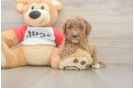 Cavapoo Puppy for Adoption