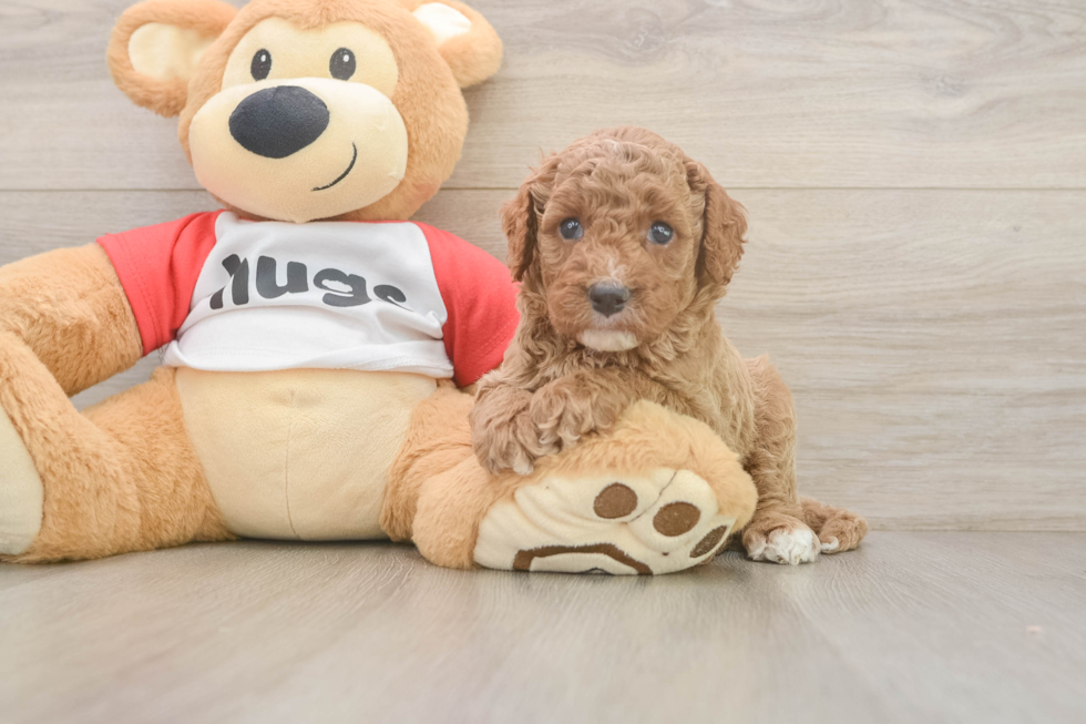 Cavapoo Puppy for Adoption