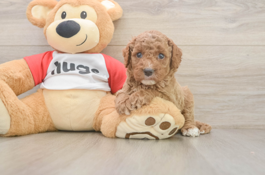 Cavapoo Puppy for Adoption