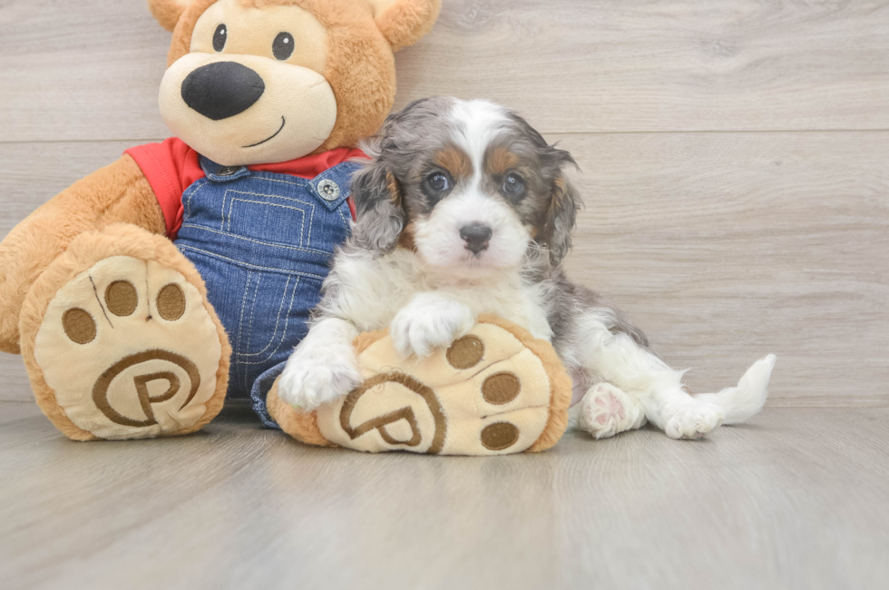 5 week old Cavapoo Puppy For Sale - Premier Pups