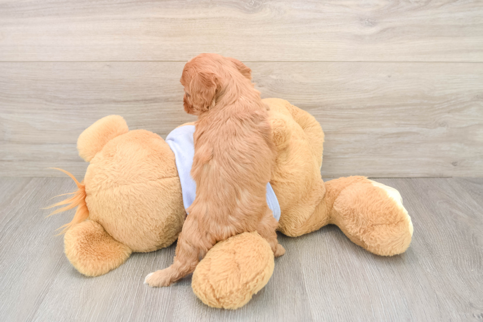 Hypoallergenic Cavadoodle Poodle Mix Puppy