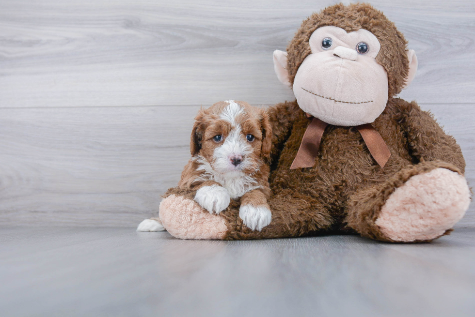 Cavapoo Pup Being Cute