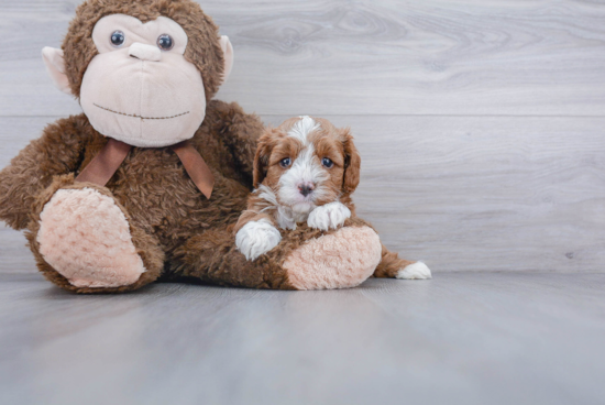 Sweet Cavapoo Baby