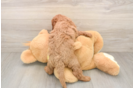 Cavapoo Puppy for Adoption