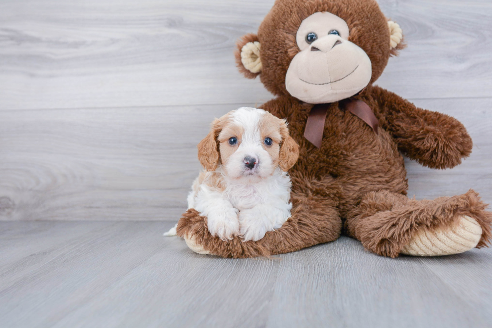 Popular Cavapoo Poodle Mix Pup