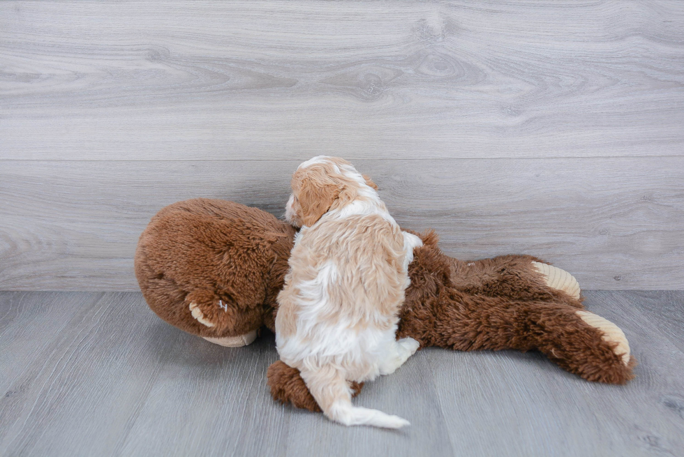 Cavapoo Pup Being Cute