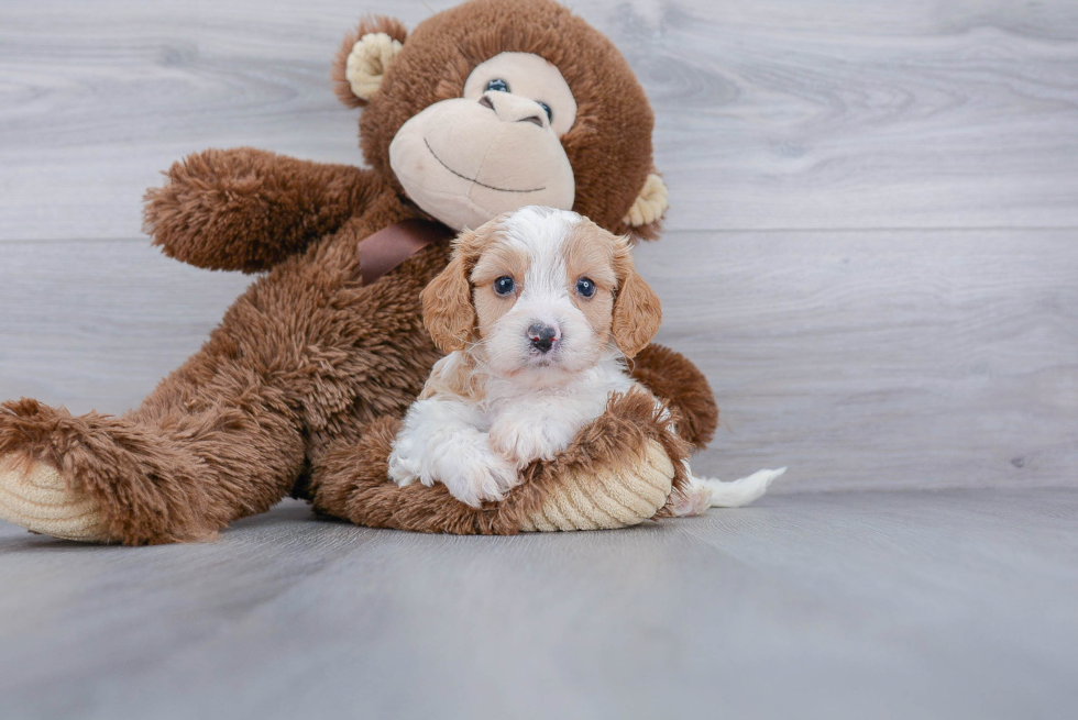 Little Cavoodle Poodle Mix Puppy