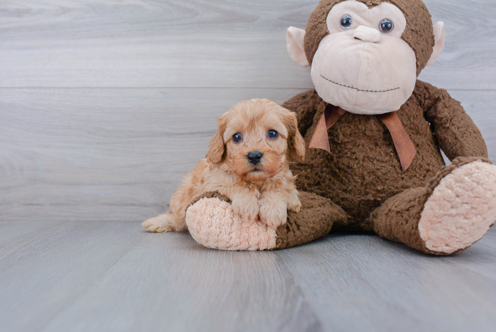 Best Cavapoo Baby