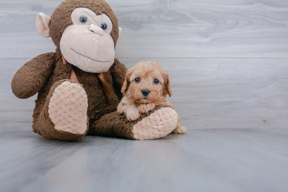 Best Cavapoo Baby